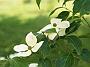 Cornus kousa Norman Haddon bluete